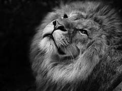 Liver, Meribeu L. Hemete