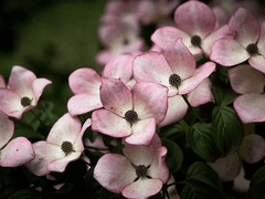 지팡이 목재: 층층나무(Dogwood)