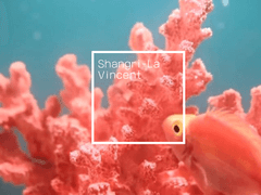 𝑺𝒉𝒂𝒏𝒈𝒓𝒊-𝑳𝒂 𝑽𝒊𝒏𝒄𝒆𝒏𝒕