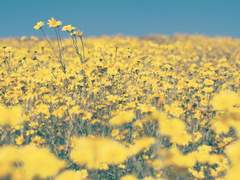 [스워/아나오비] 손깍지