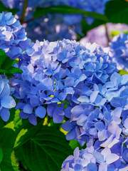 Viayeas Alin Liphetia