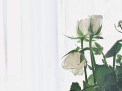 길 잃은 어린 양은 들판 위만 하염없이 떠돌았다네.