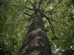 지팡이 목재: 흑단나무(Ebony)