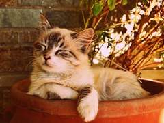 un marchand de chats naissants