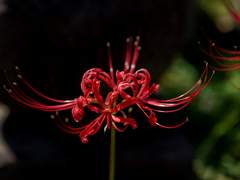 [ 미아 ] 새벽의 해