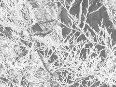 장례식과 버트푸트