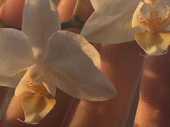 플로렌스의 편지 - 세 번째