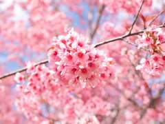 訪れたよろこびの春は旅立ちの季節