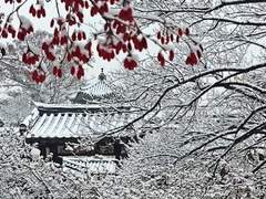 태양을 그리는 월견초