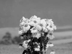 Nil sine magno vita labore dedit mortalibus