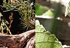 WOODY ALLURE - 下 (3/3) (α x α)