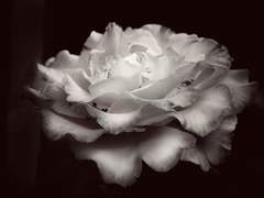 나의 신(神), 나의 신(SIN)