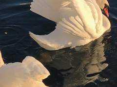 생일 축하해요, 사랑합니다