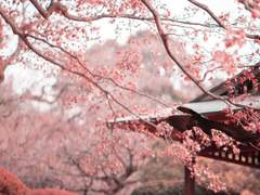 시네라리아 H. 세레니티 / 5살