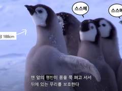 남극 조사펭단 리얼리티 다큐
