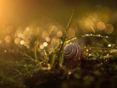 [10분] 태초의 노래(Henry)