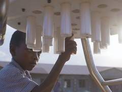 요크(YOLK)의 솔라 카우