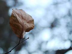 [카오미사] Quotation Mark