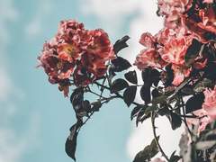 [게토고죠] 種의 起原 2-2