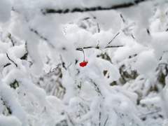 [마사니노] monochrome red