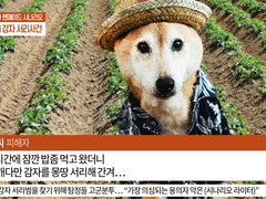 소사마을 감자서리사건 ~사라진 감자의 행방은~