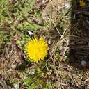 꽃의 죽음 3부 - 지다(0)