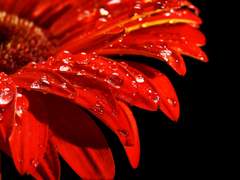 [알베케일] 낭만의 구원久遠