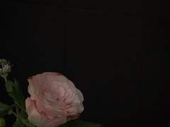 사랑으로 사기치는 법 C