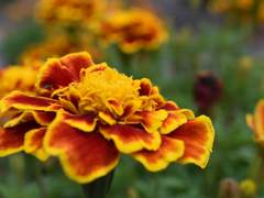 he likes winter, I prefer spring