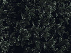 🎁오드리의 크리스마스 카드