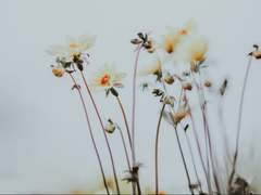 내가 사랑한 망할놈에게|클라이드 네임리스 드림