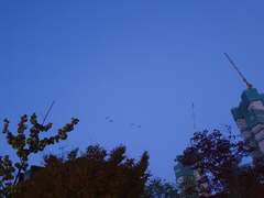 꽃의 죽음 外. IF 이나리자키