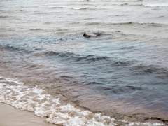 [신켄저/모브류] 生が帰る場所 8