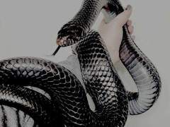 [숫사슴 흑해원X뱀 백찬] 빠져나올 수 없는 저 나락까지, 더 깊게.