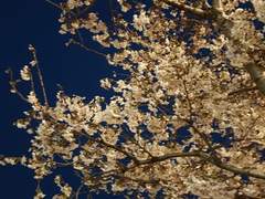 꽃의 죽음 - 에필로그