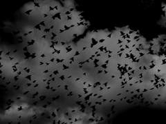 ANKOU, the crow of midnight