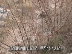 갈대밭에서 발견된 토막시신.. 포항 흥해 살인사건