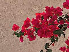 Ann reminiscence ° xx° 27