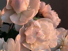 𝓛𝓮𝓼𝓽𝓲𝓬𝓲𝓪 𝓡𝓱𝓸𝓪𝓭𝓮𝓼