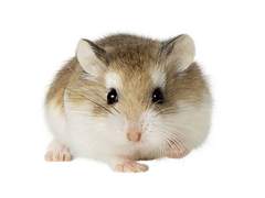 북강주적소지서전(北江主的小地鼠傳)