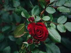 제 눈이 무슨 색이냐 묻는다면,