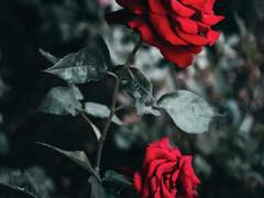 [유타리카][썰]꽃다발