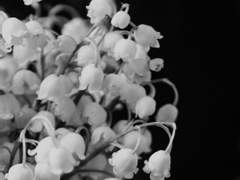 날지 못하는 것이 개의 불행은 아니다 十 (完)