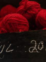 월하의 붉은토끼풀