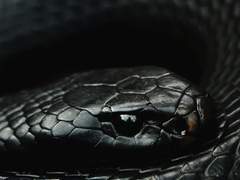 [해리드레] 𝐯𝐞𝐧𝐨𝐦