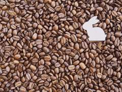 [셩디] 커피향 토끼