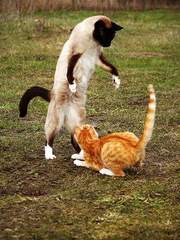 네 원수를 사랑하라