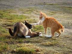 네 원수를 사랑하라