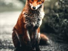 [근수] 狐國譚 : 序文(서문)