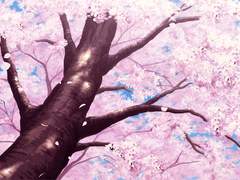 비연사애 9.봄바람과 친환경 벚꽃